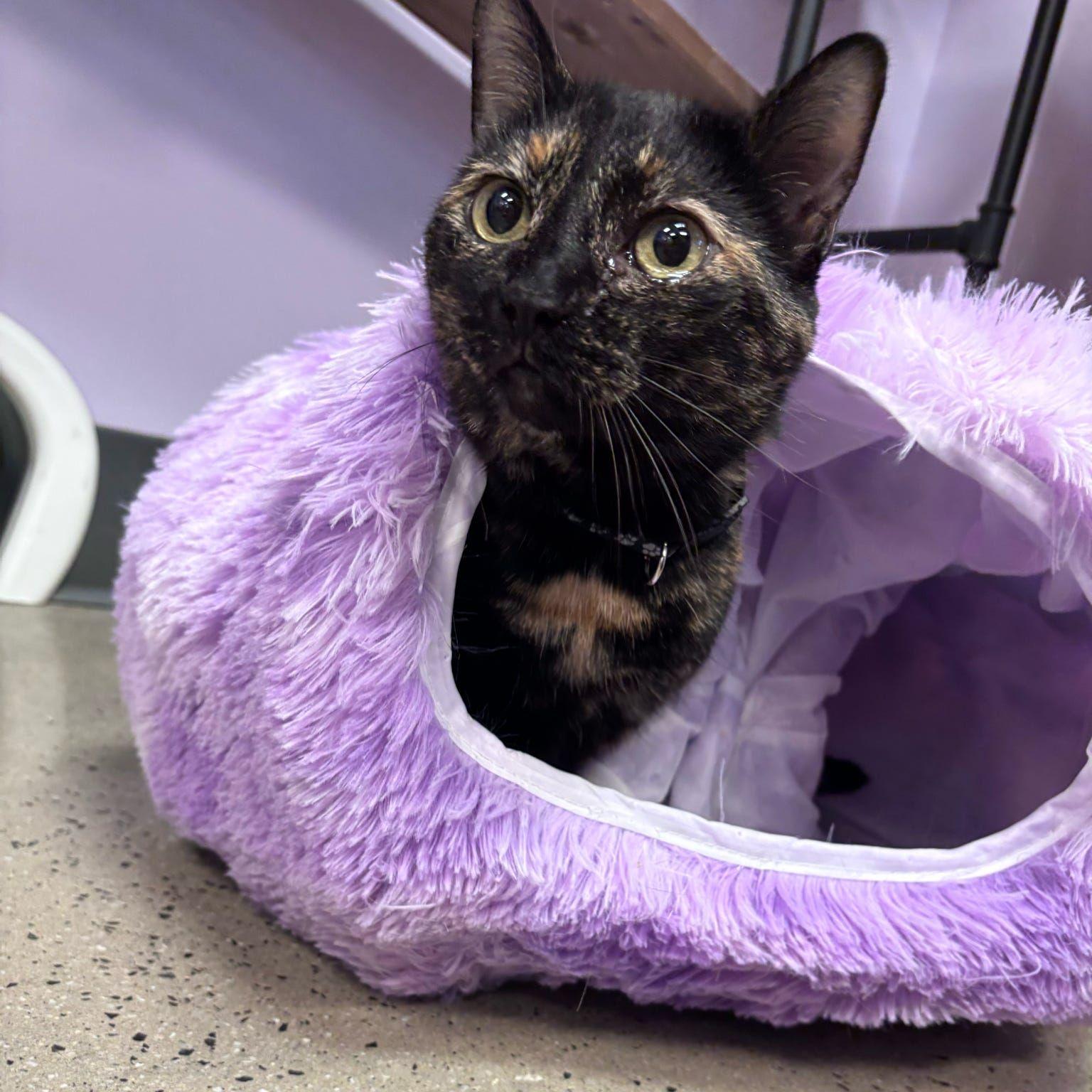 Dixie (bonded with Pixie), Adoptable, Senior Female Domestic Short Hair.