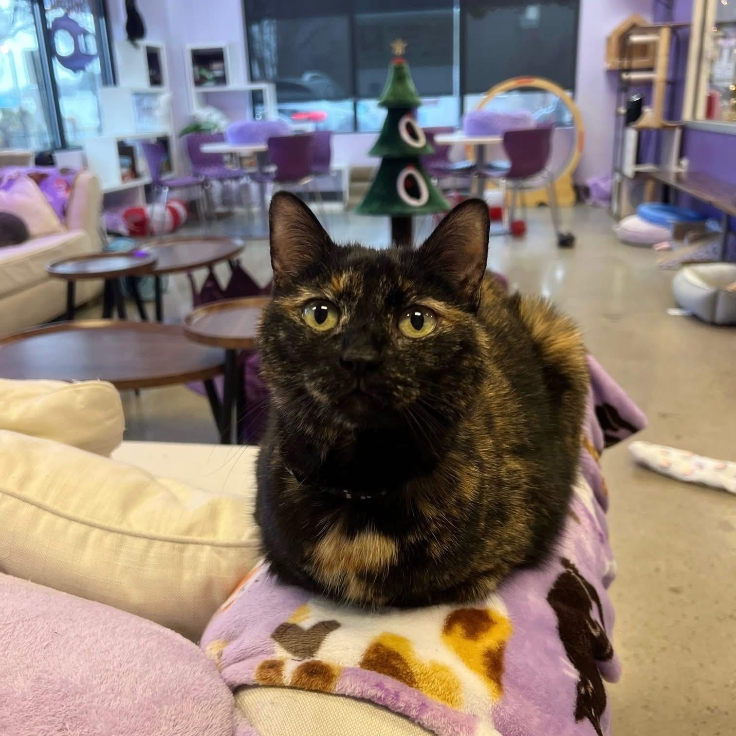 Enlarge Dixie (bonded with Pixie), a Adoptable mixed breed in Lancaster, SC image 3/3