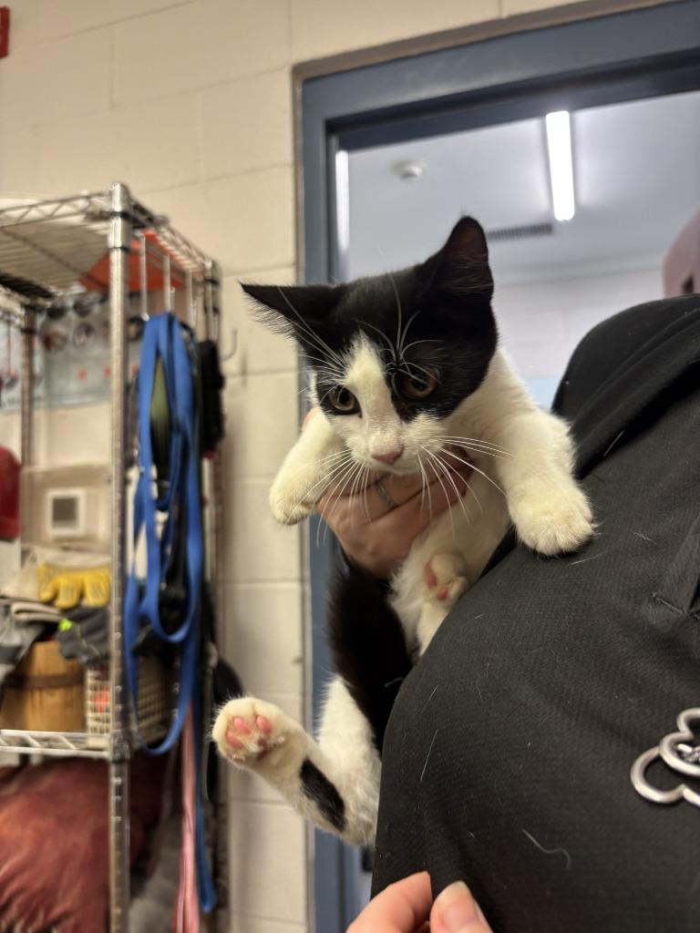 CAIRO, Adoptable, Kitten Female Domestic Short Hair.