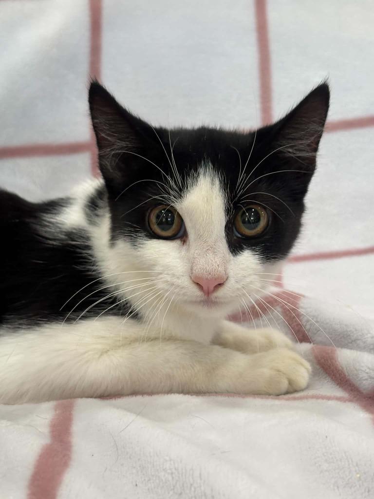 Enlarge CAIRO, a Adoptable mixed breed in Warrenton, NC image 2/2