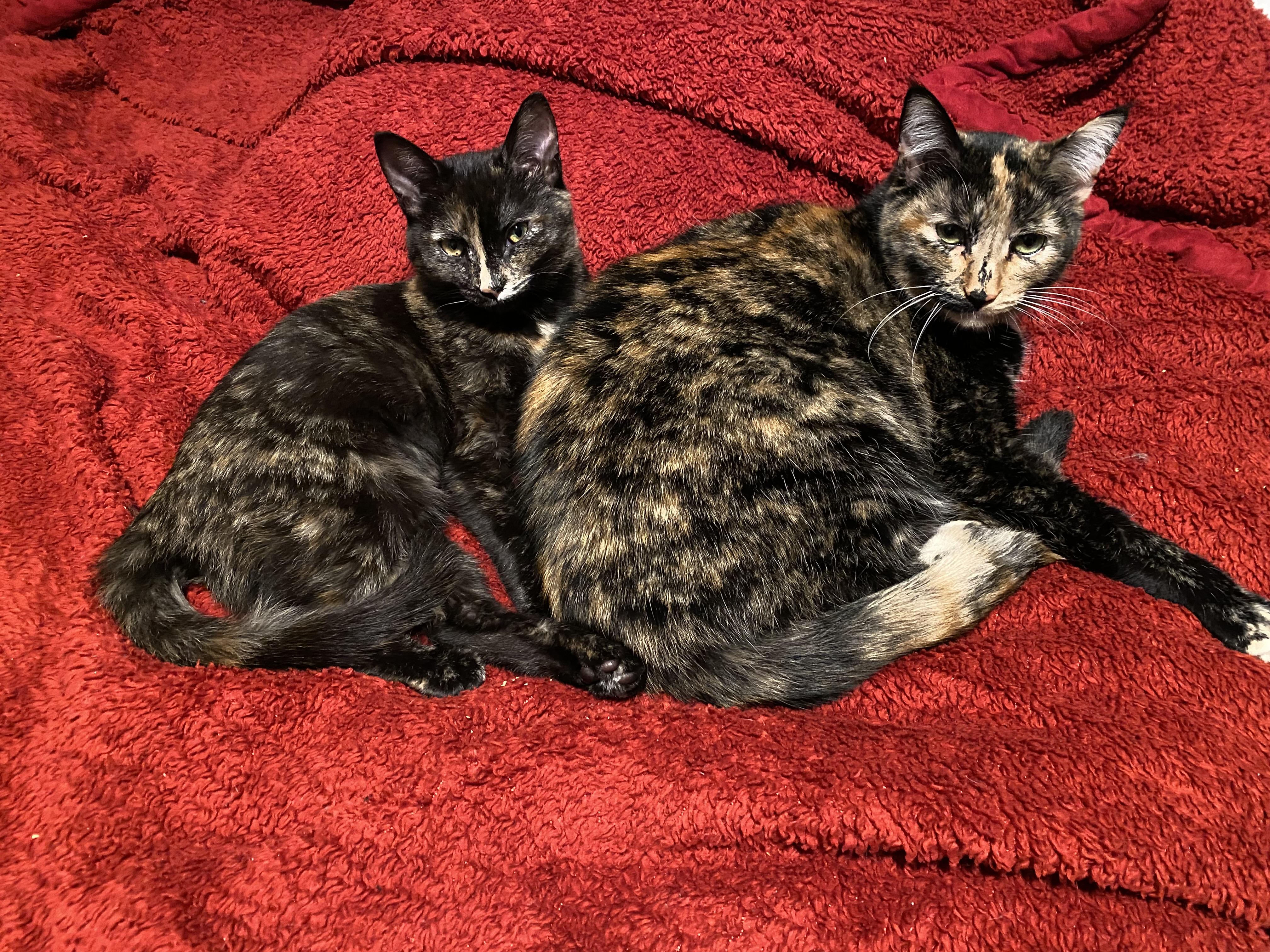 Wicket, an adoptable Domestic Short Hair in South San Francisco, CA image 4/4