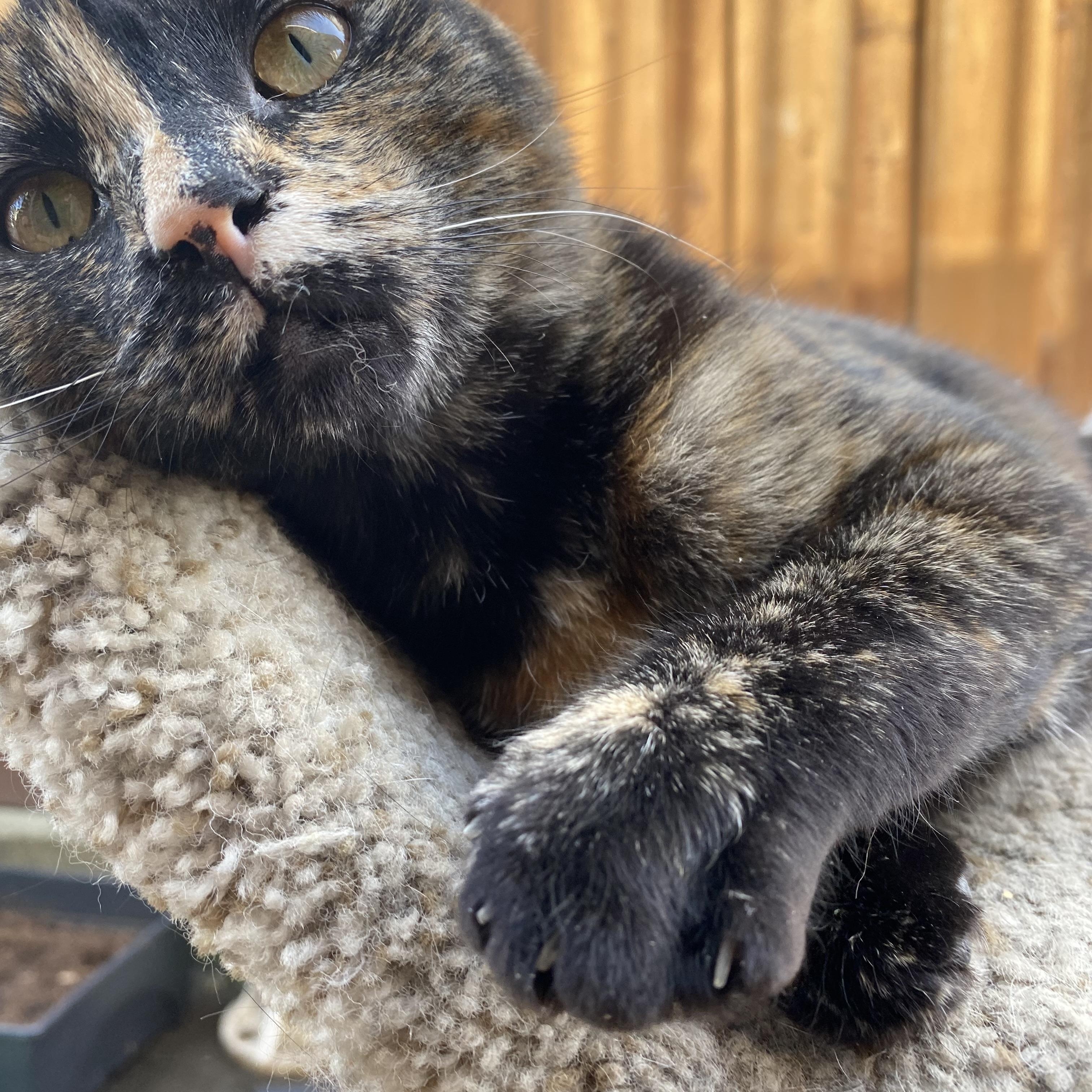 Wicket, an adoptable Domestic Short Hair in South San Francisco, CA image 2/4