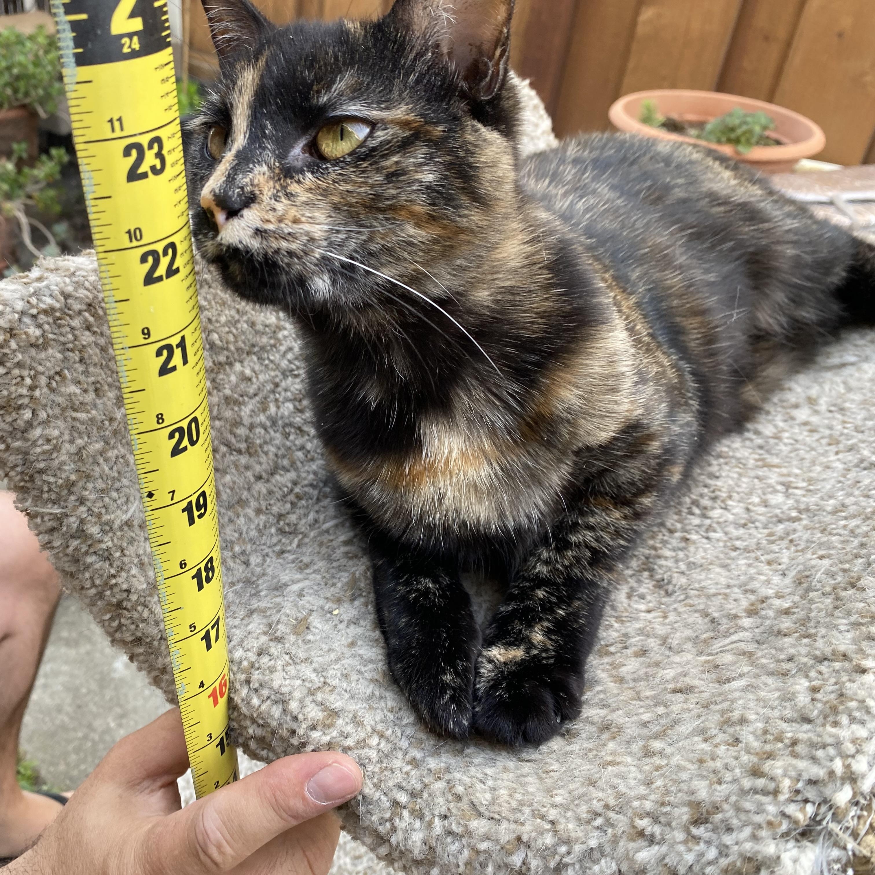 Wicket, an adoptable Domestic Short Hair in South San Francisco, CA image 1/4