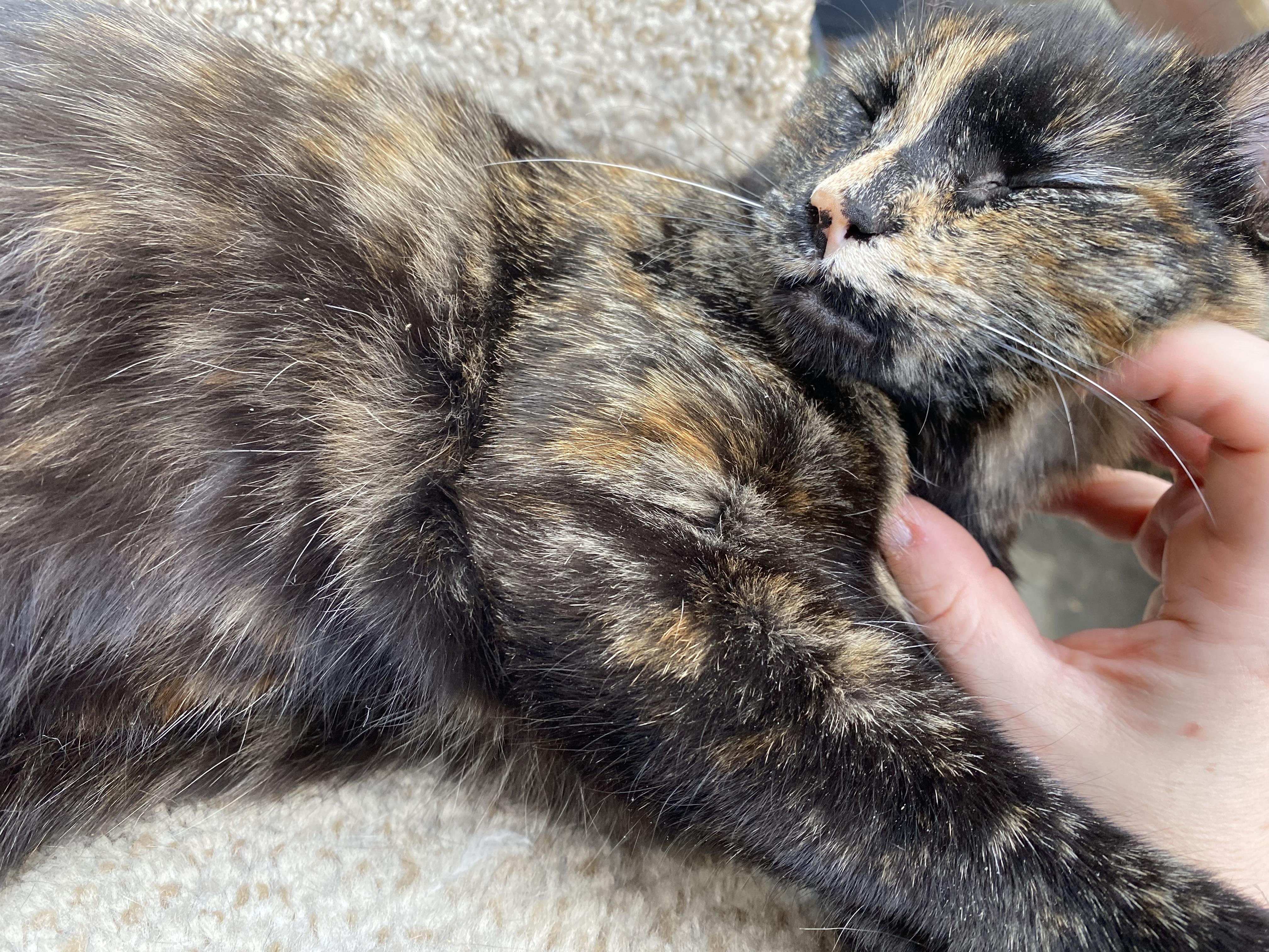 Wicket, an adoptable Domestic Short Hair in South San Francisco, CA image 3/4