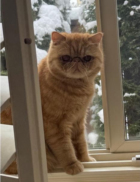 Enlarge Titan, a Adopted Exotic Shorthair in Beverly Hills, CA image 3/3