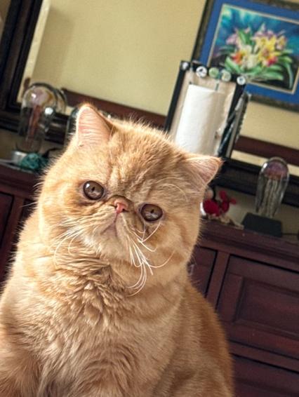 Titan, Adopted, Young Male Exotic Shorthair.