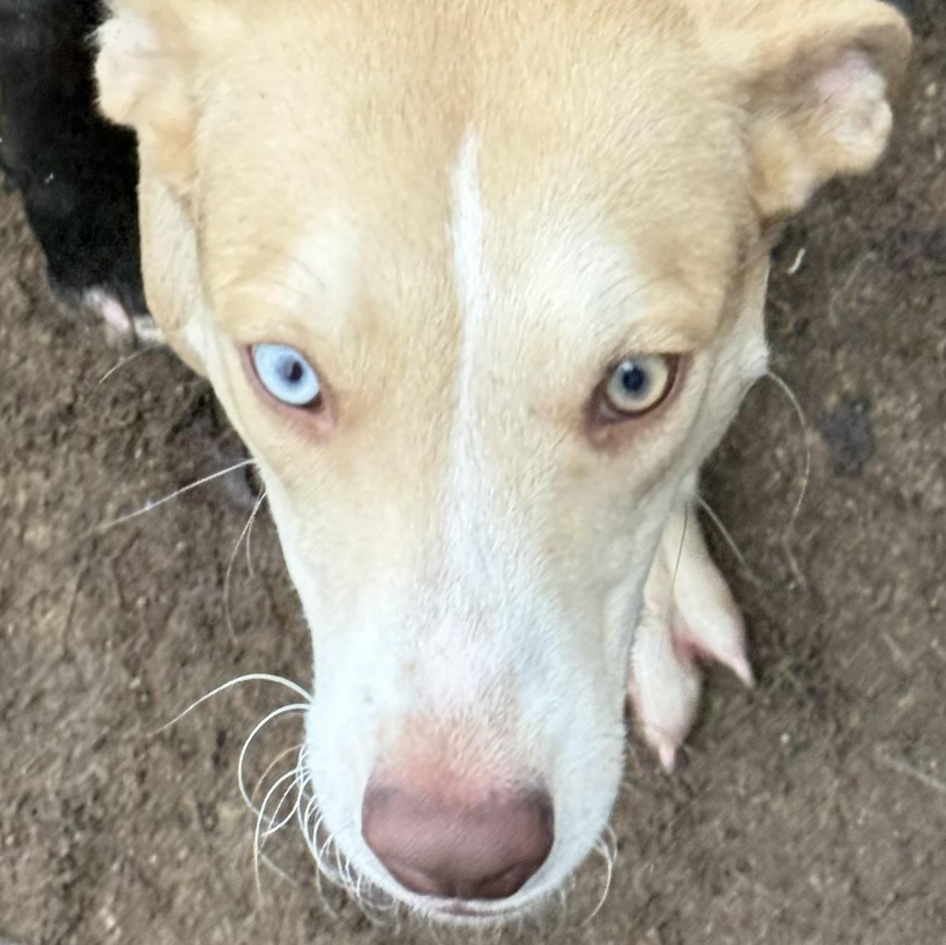 Maisey , ADOPTABLE, Young Female Siberian Husky & German Shepherd Dog.