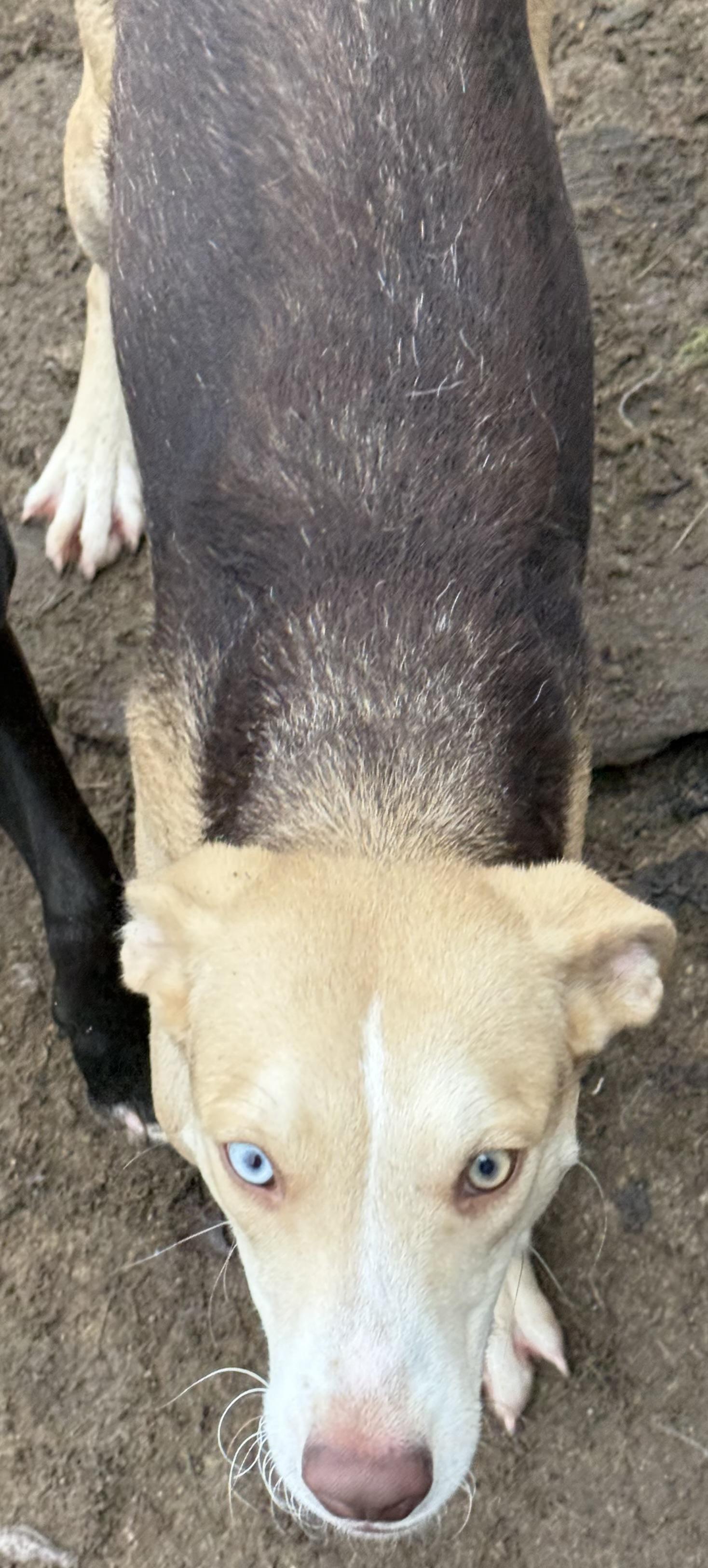 Enlarge Maisey , a ADOPTABLE mixed breed in Carver, MA image 3/3