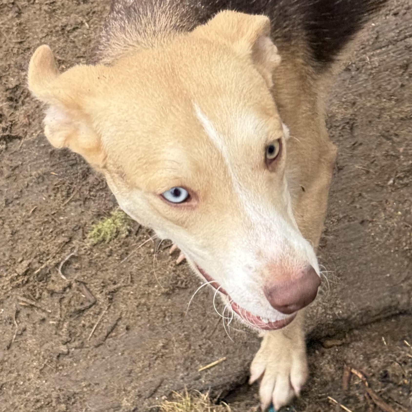 Enlarge Maisey , a ADOPTABLE mixed breed in Carver, MA image 2/3