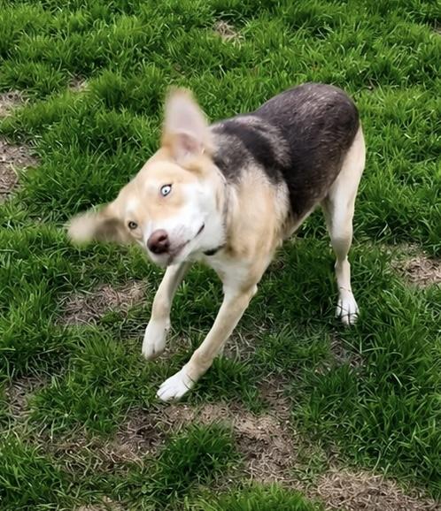 Maisey , a ADOPTABLE mixed breed in Carver, MA image 2/4