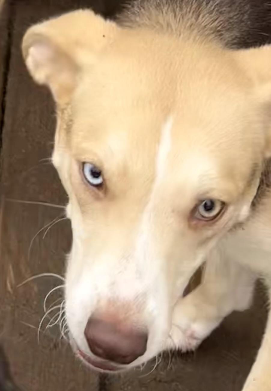 Enlarge Maisey , a ADOPTABLE mixed breed in Carver, MA image 1/3