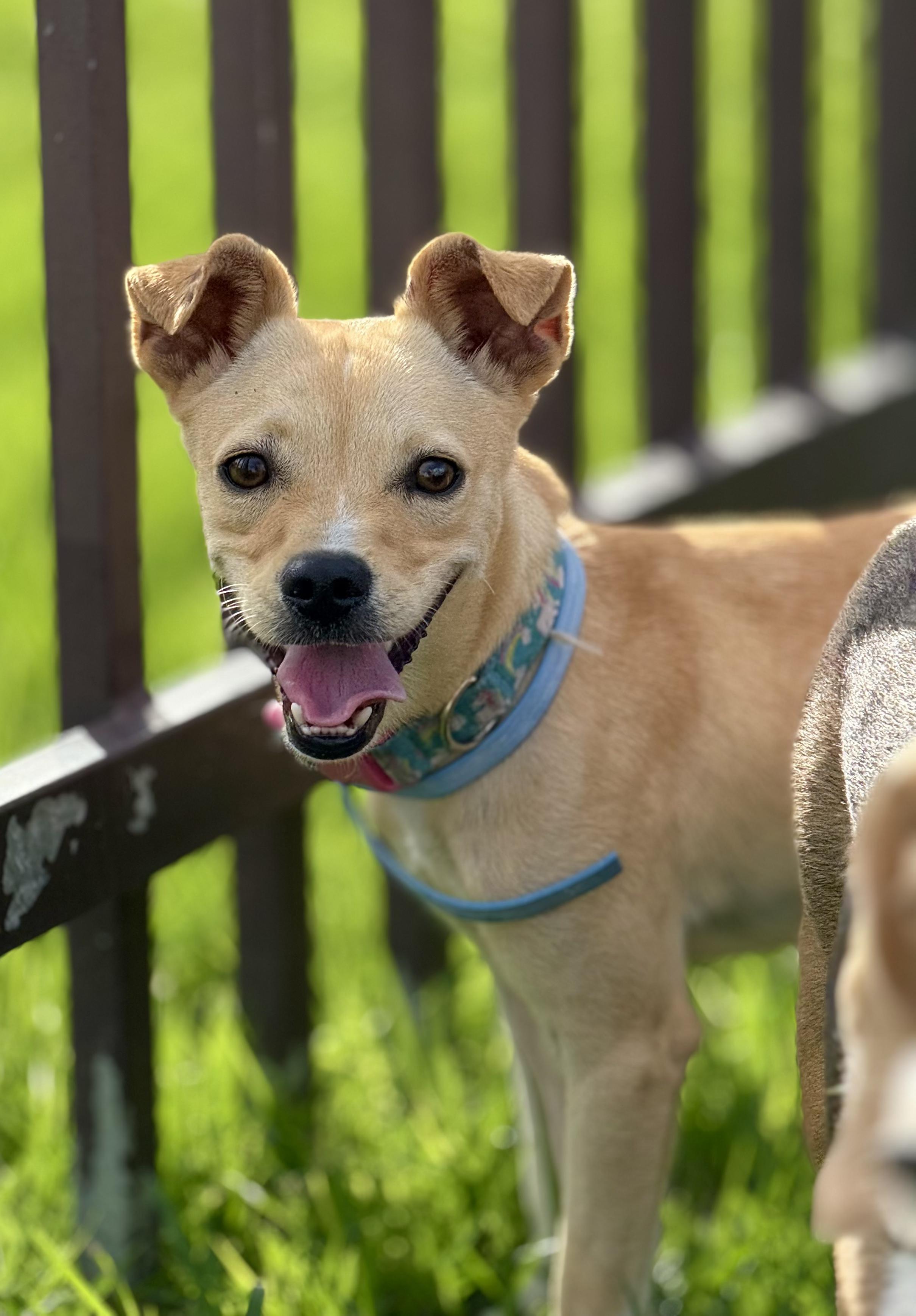 Enlarge Pancho - loving, small and a little underbite cutie pie!, a Adopted mixed breed in Brooklyn , NY image 5/6