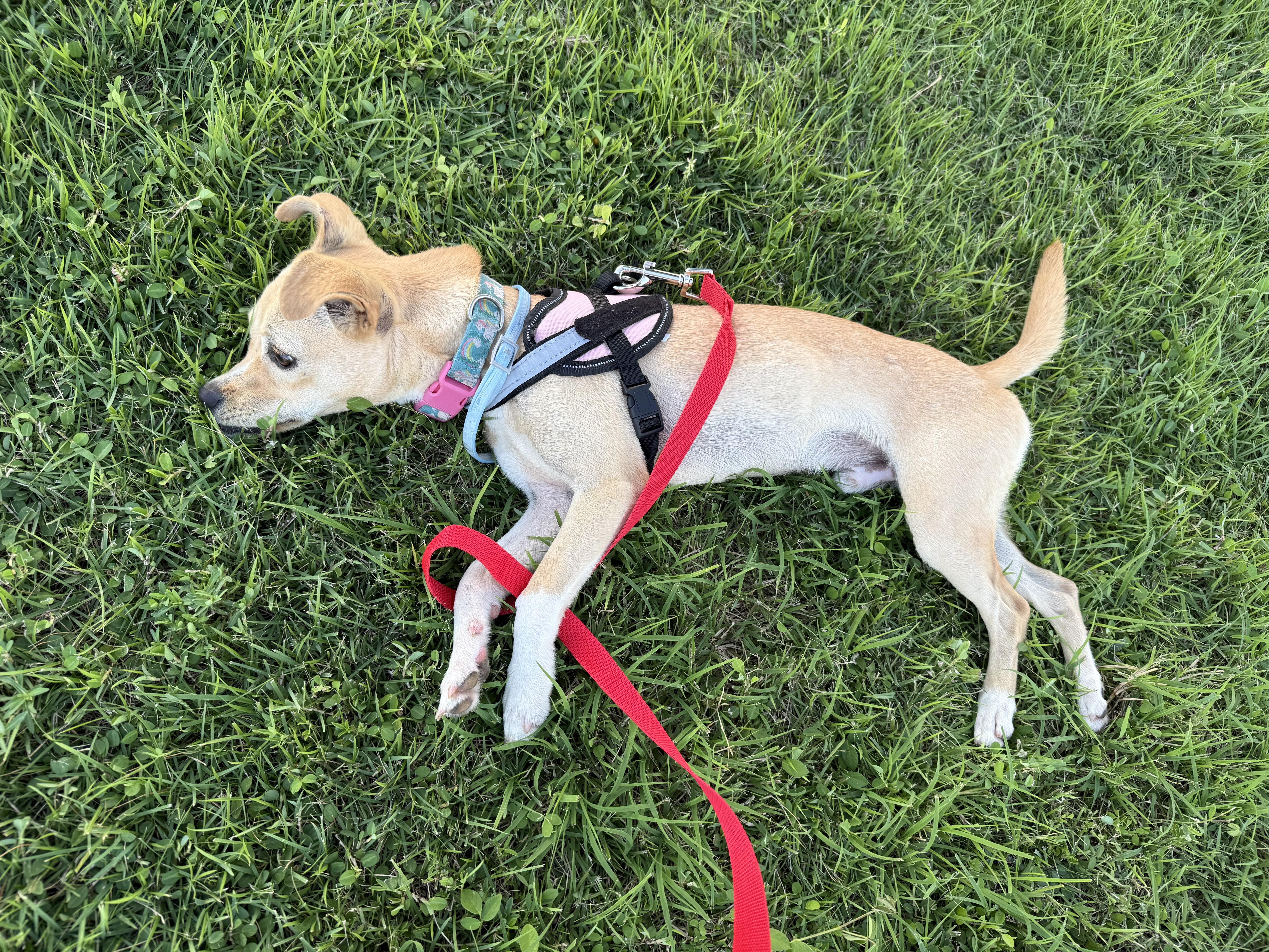 Enlarge Pancho - loving, small and a little underbite cutie pie!, a Adopted mixed breed in Brooklyn , NY image 6/6