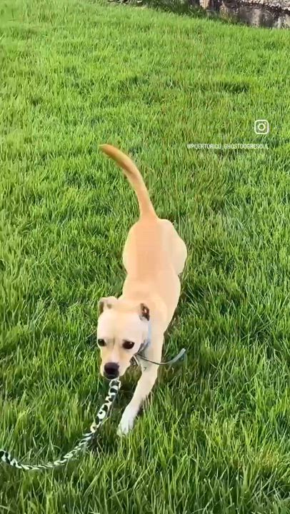 Enlarge Pancho - loving, small and a little underbite cutie pie!, a Adopted mixed breed in Brooklyn , NY video 2/6