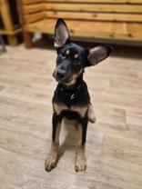 Enlarge Zim, a ADOPTABLE Mixed Breed in Woodstock, IL image 1/3