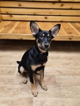 Enlarge Zim, a ADOPTABLE Mixed Breed in Woodstock, IL image 3/3