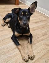 Enlarge Zim, a ADOPTABLE Mixed Breed in Woodstock, IL image 2/3