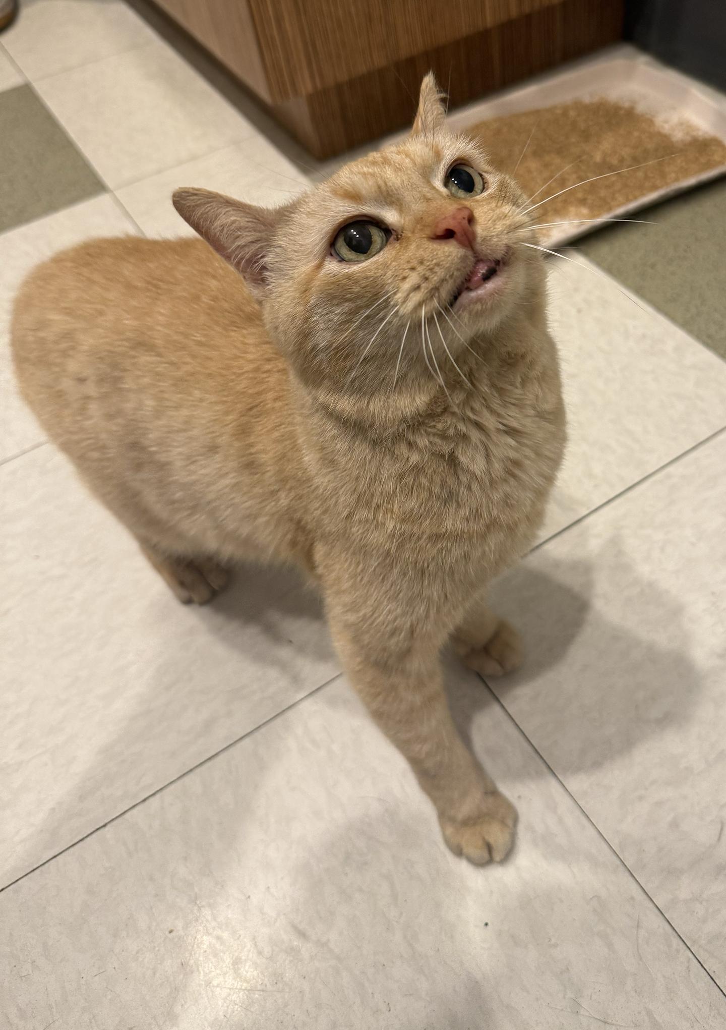 Ladybug Webster, an adopted Domestic Short Hair in Philadelphia, PA image 2/3