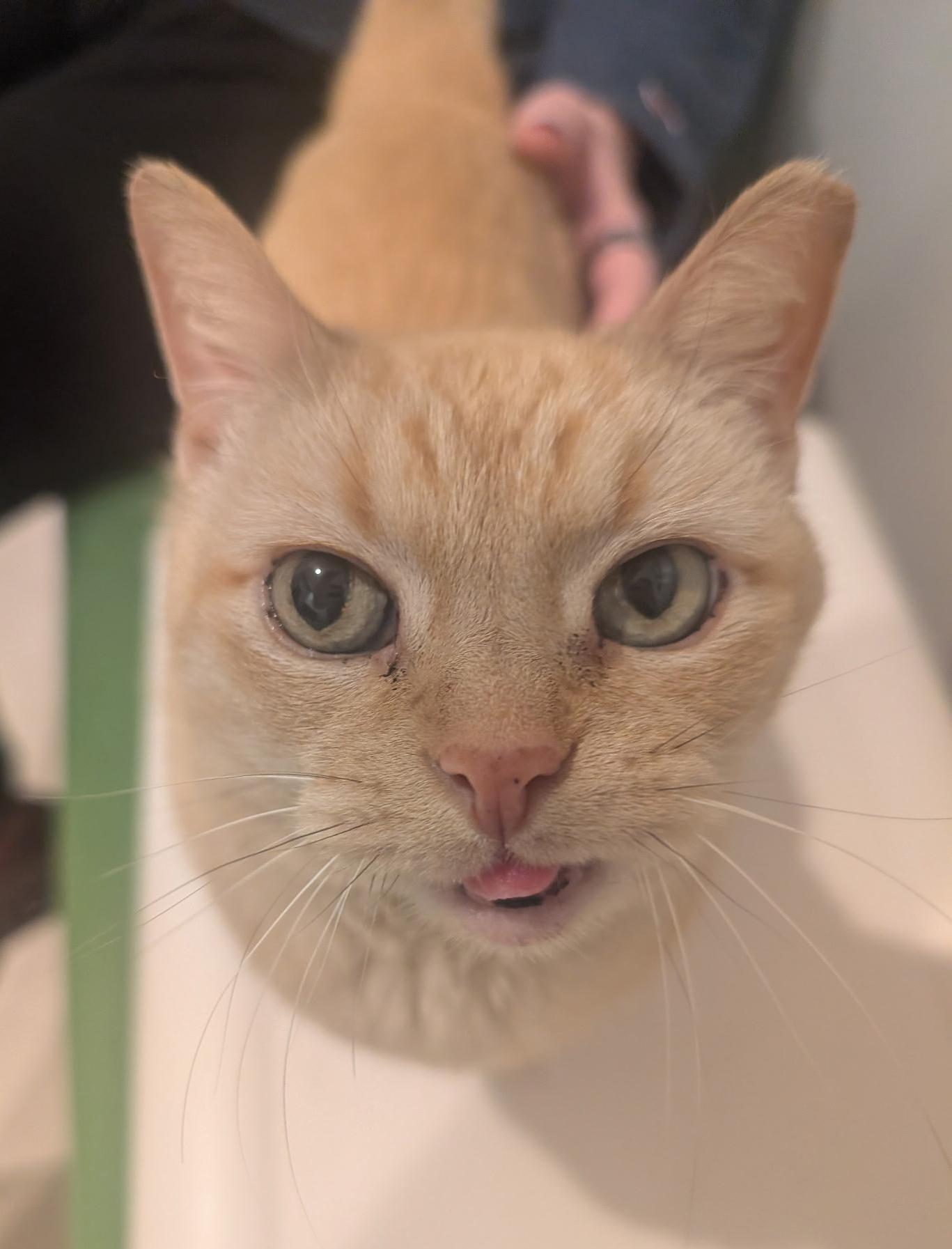 Ladybug Webster, adopted, Senior Female Domestic Short Hair.