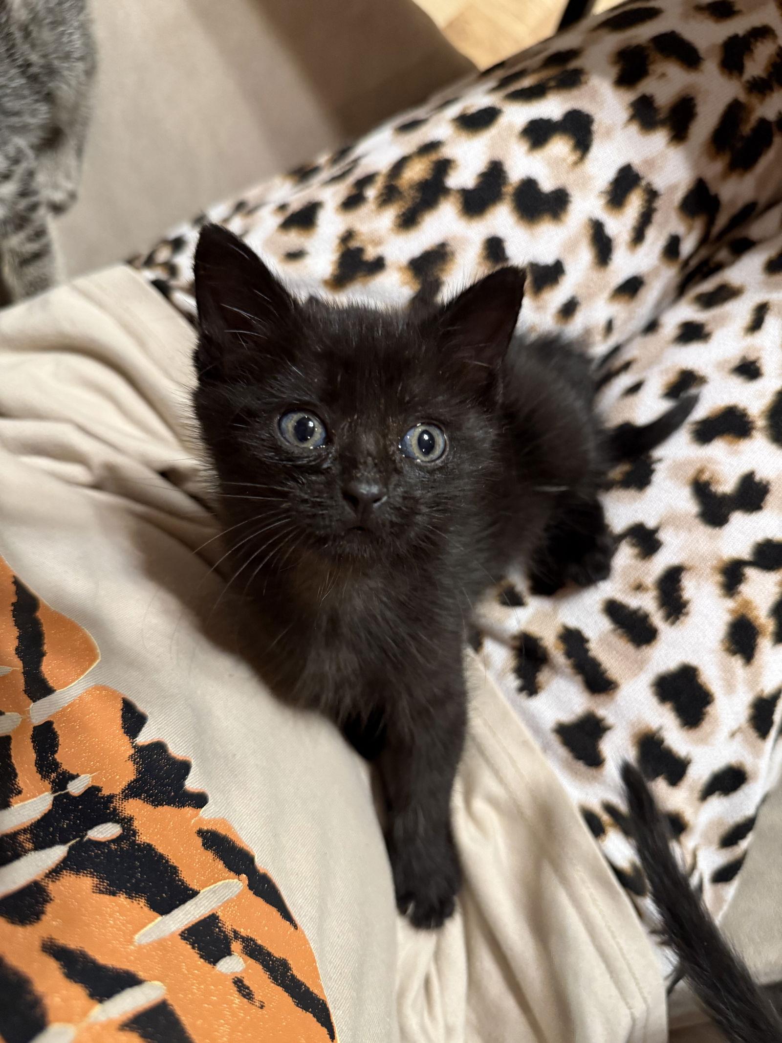 Mavis, Adoptable, Young Female Domestic Short Hair.