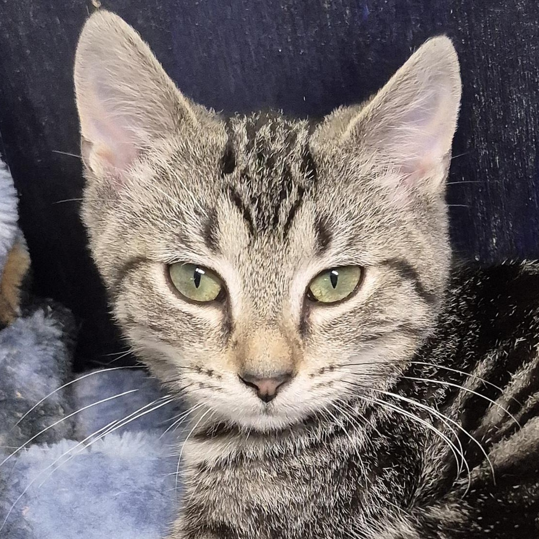 Laurel, a ADOPTABLE Domestic Short Hair in Tioga, PA image 1/5