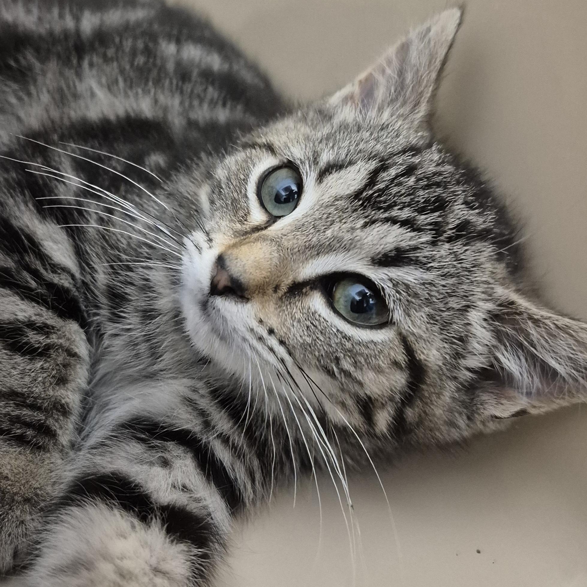 Laurel, a ADOPTABLE Domestic Short Hair in Tioga, PA image 4/5