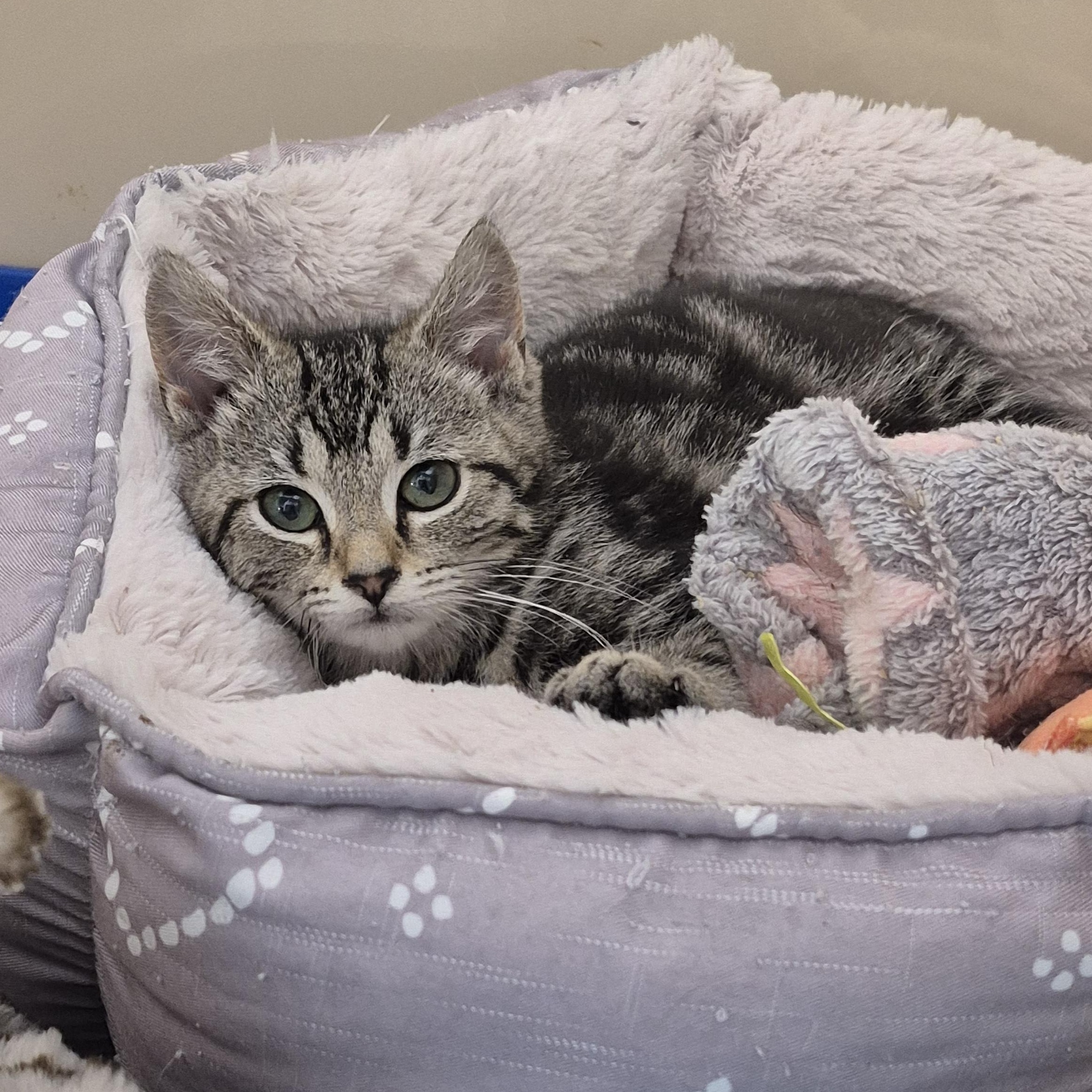 Laurel, a ADOPTABLE Domestic Short Hair in Tioga, PA image 5/5