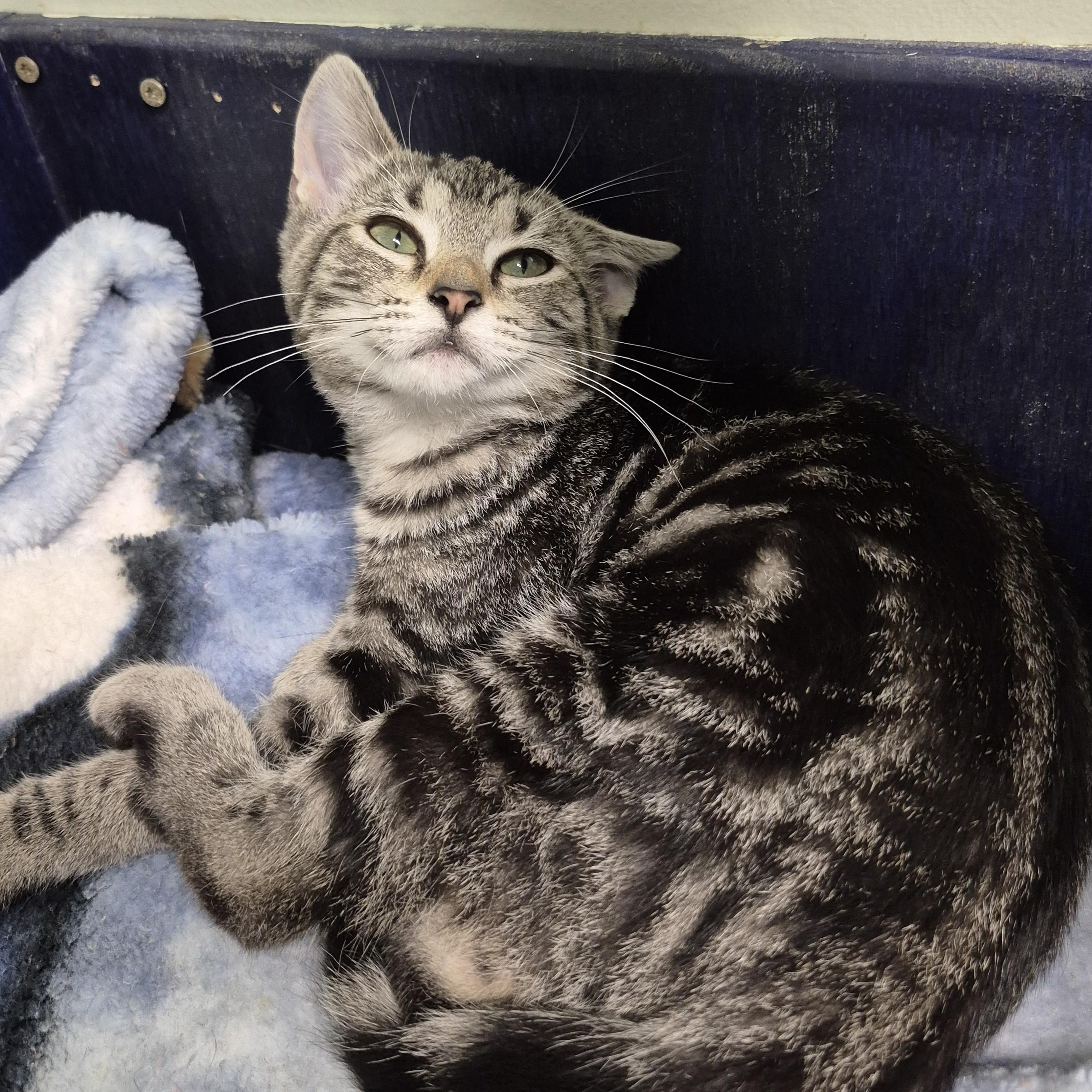 Laurel, a ADOPTABLE Domestic Short Hair in Tioga, PA image 3/5