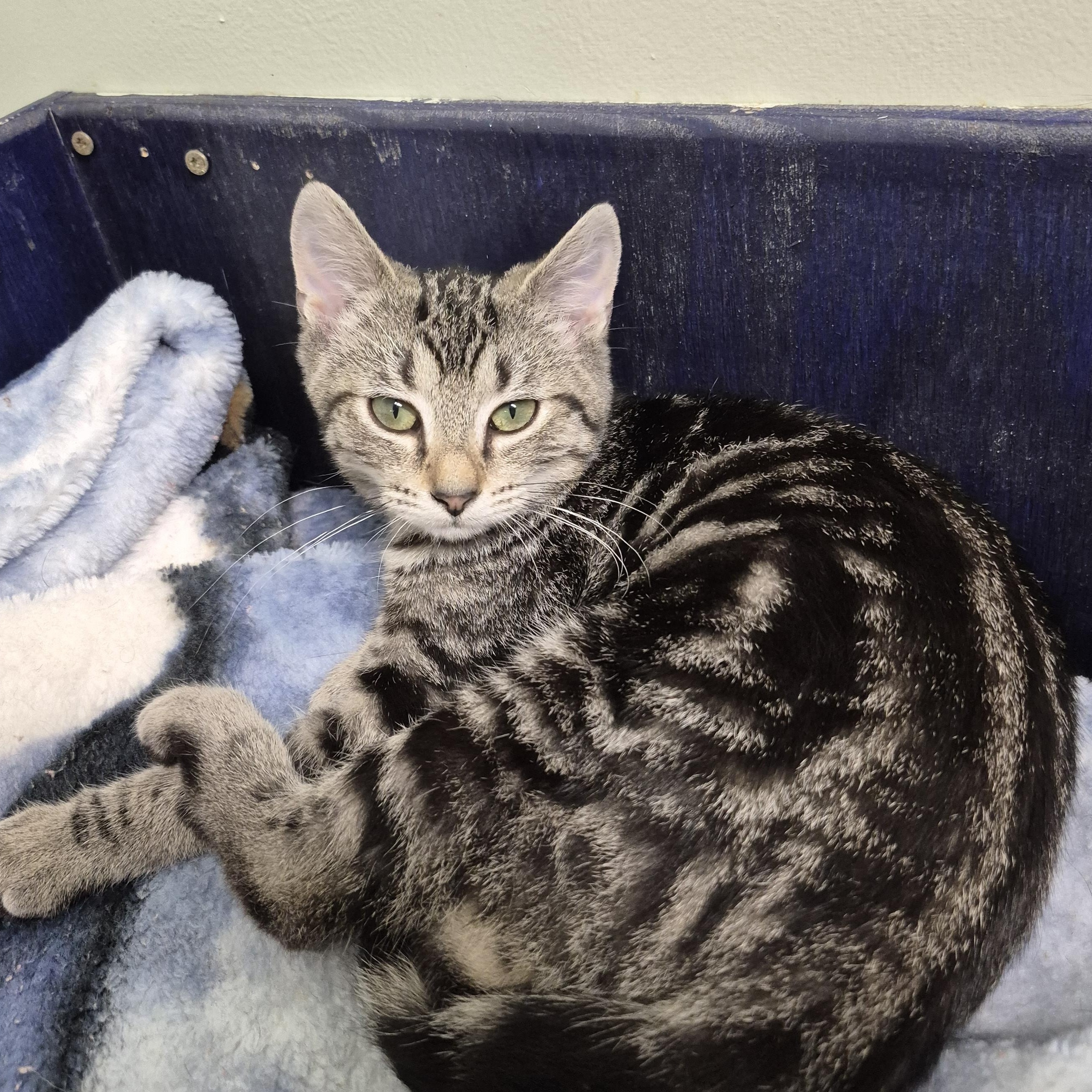 Laurel, a ADOPTABLE Domestic Short Hair in Tioga, PA image 2/5