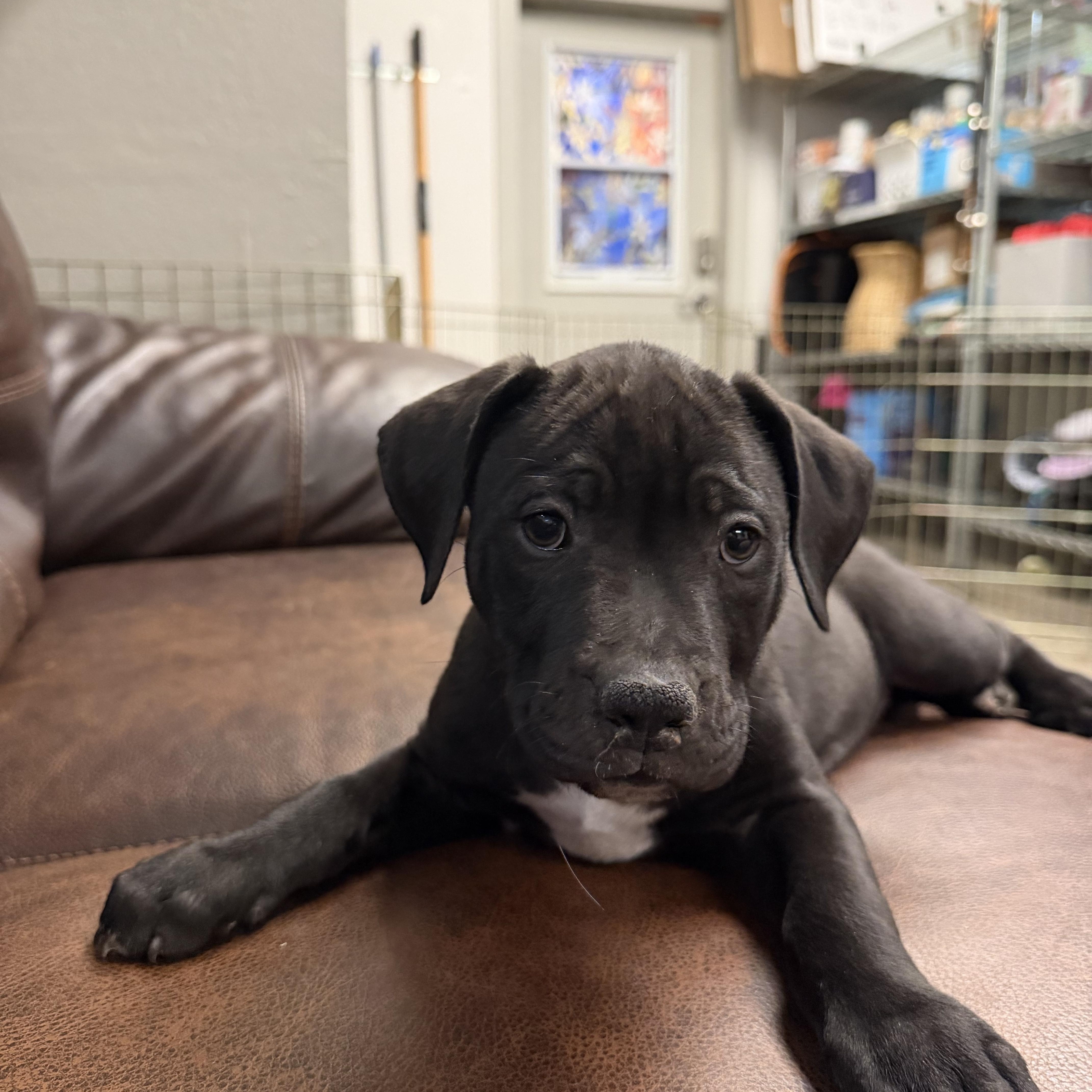 Enlarge Vera, a Adoptable mixed breed in Buena Vista, CO image 1/3