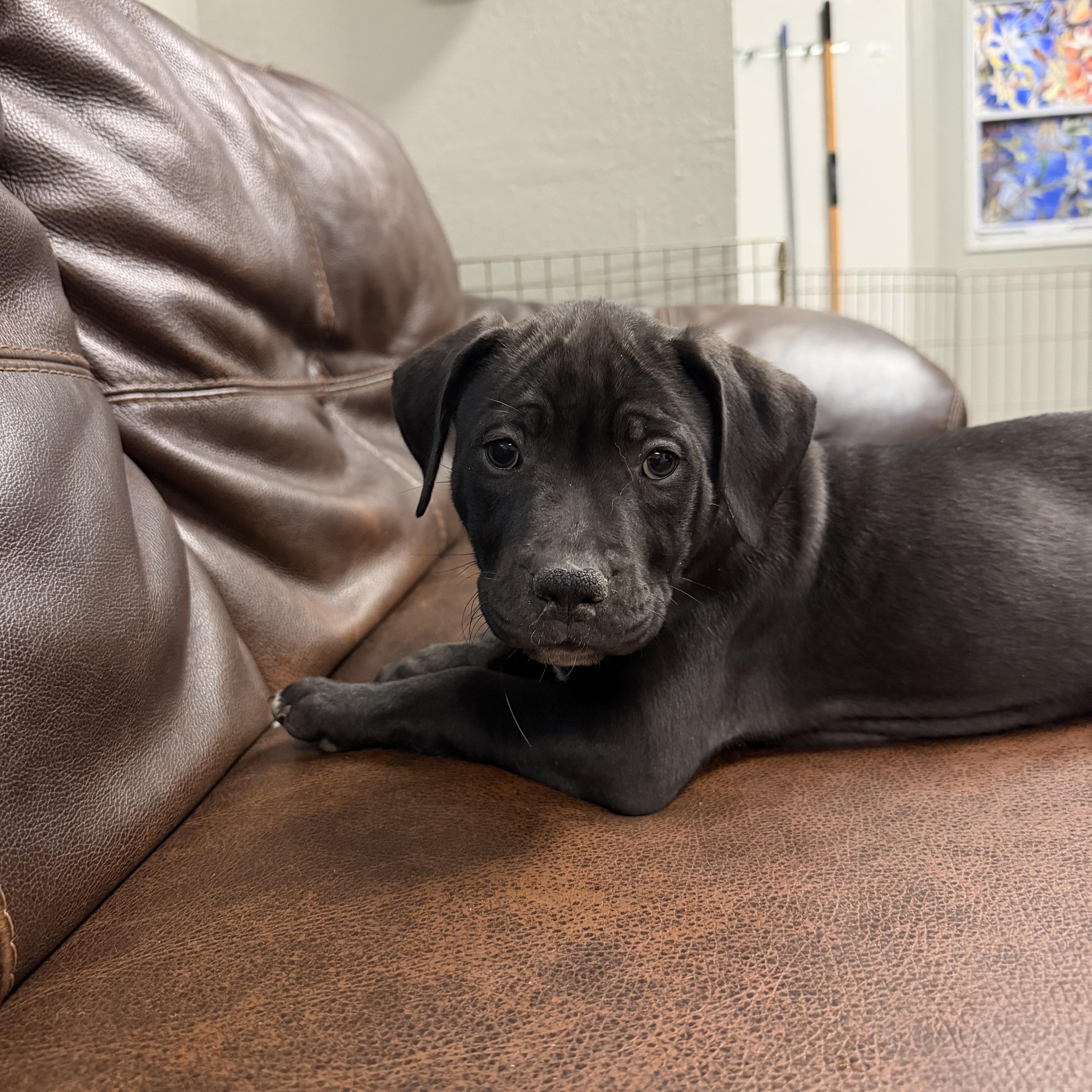 Enlarge Vera, a Adoptable mixed breed in Buena Vista, CO image 3/3
