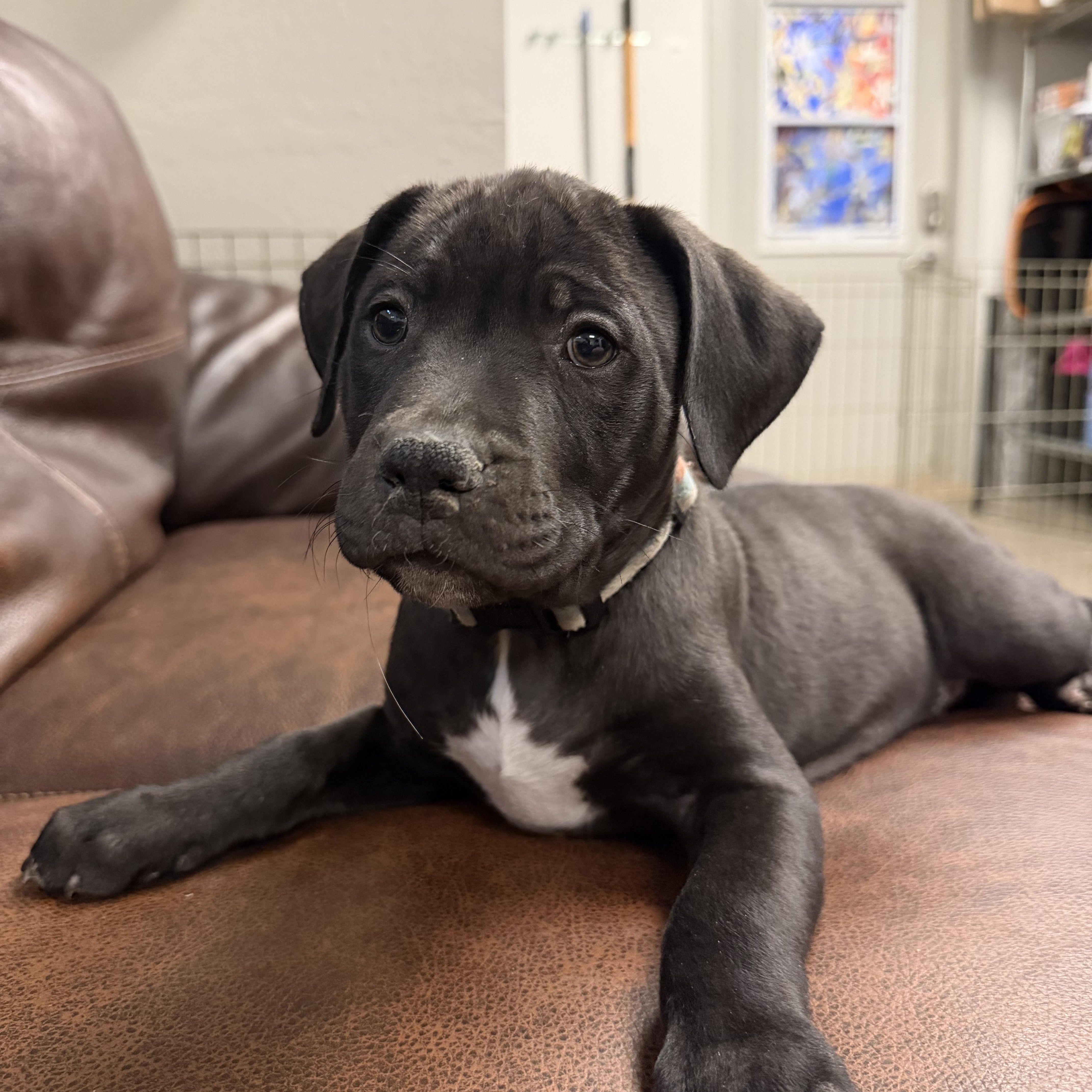 Enlarge Vera, a Adoptable mixed breed in Buena Vista, CO image 2/3