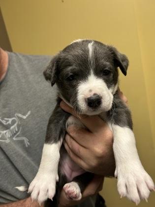 Enlarge Sage, a Adoptable mixed breed in Merriam, KS image 1/3