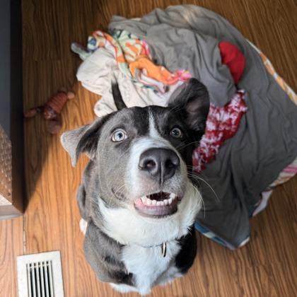 Enlarge Sage, a Adoptable mixed breed in Merriam, KS image 2/3