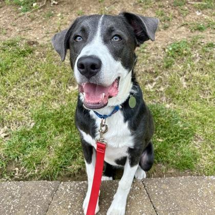 Enlarge Sage, a Adoptable mixed breed in Merriam, KS image 3/3