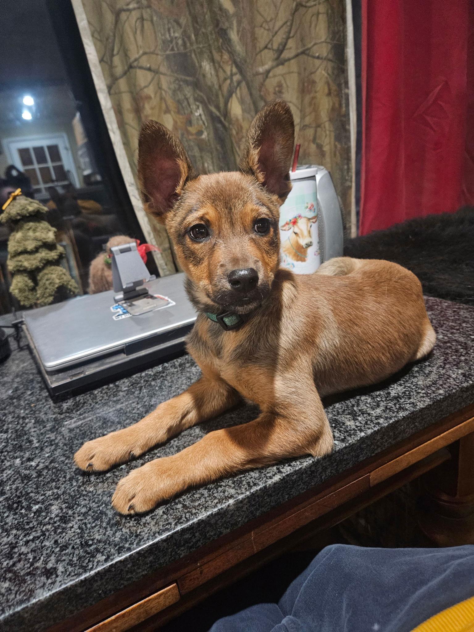 Enlarge K Kellen, a Adoptable mixed breed in Lakewood, CO image 1/3