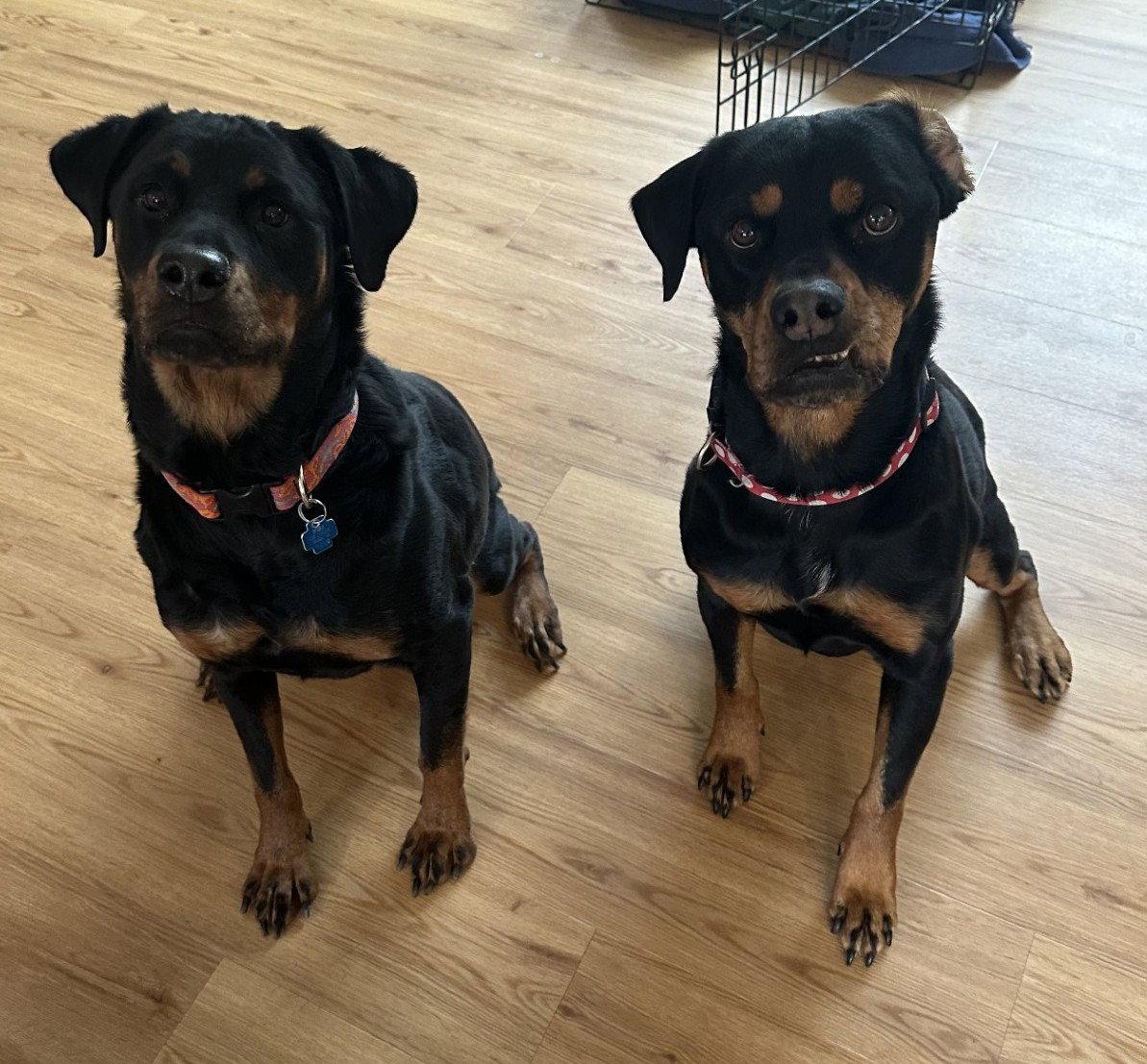 Sheba, a Adoptable Rottweiler in Hillsboro, NH image 1/3