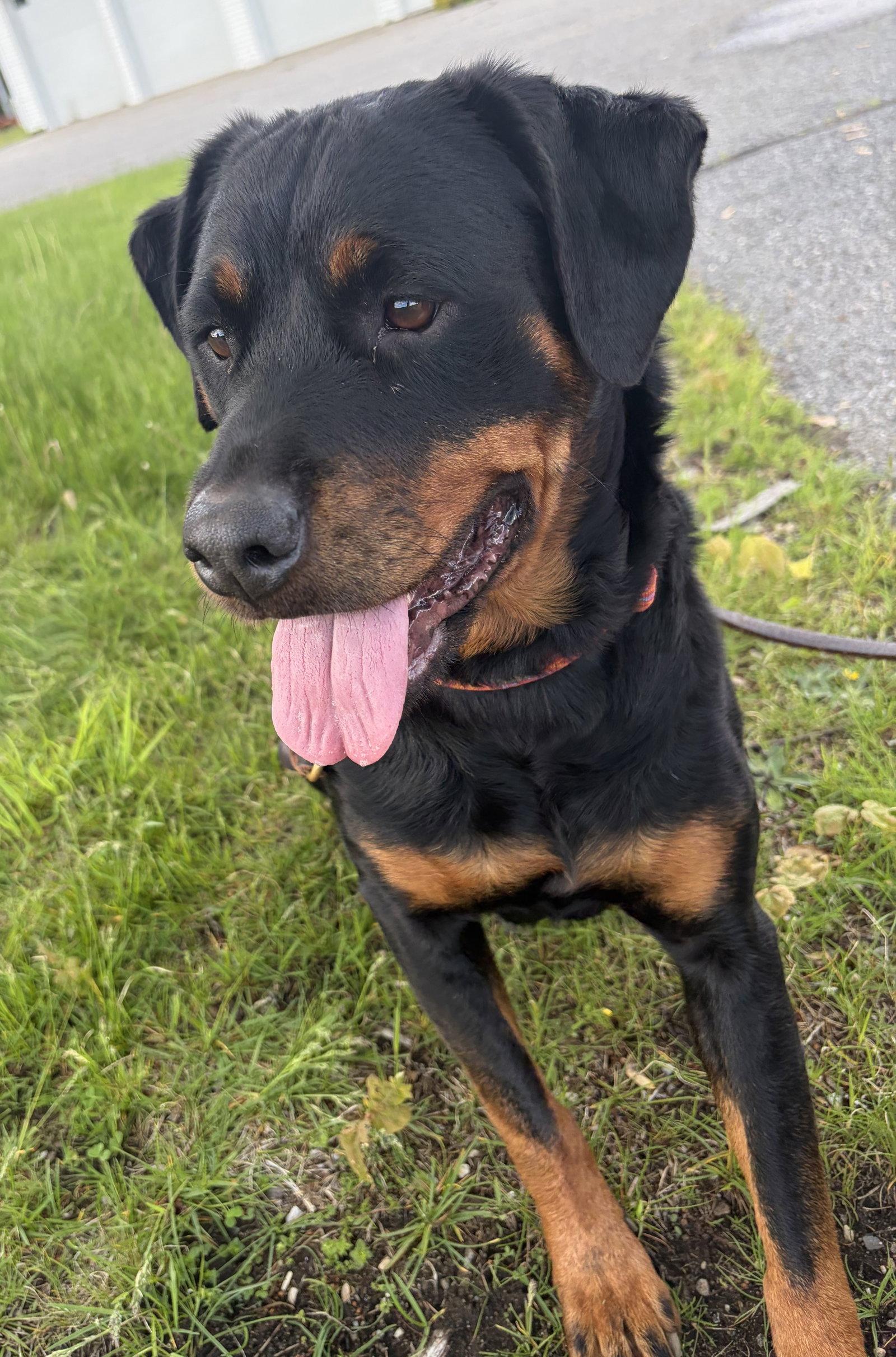 Sheba, a Adoptable Rottweiler in Hillsboro, NH image 2/3