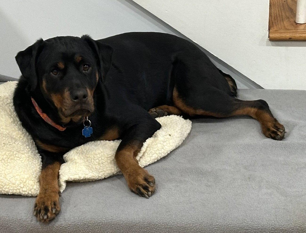 Sheba, a Adoptable Rottweiler in Hillsboro, NH image 3/3