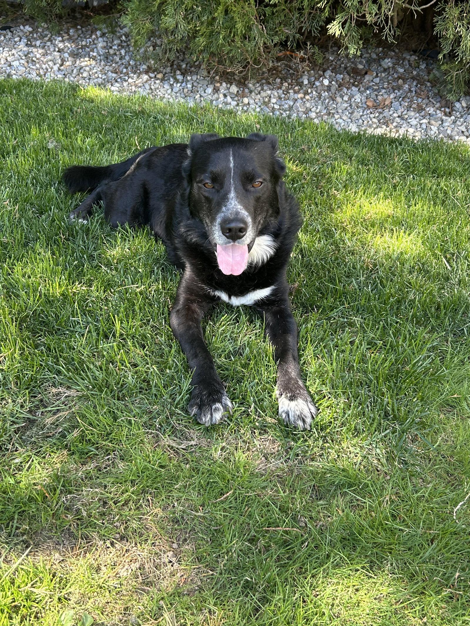 Johnny- NO more applications please, Adoptable, Adult Male Labrador Retriever & Collie.