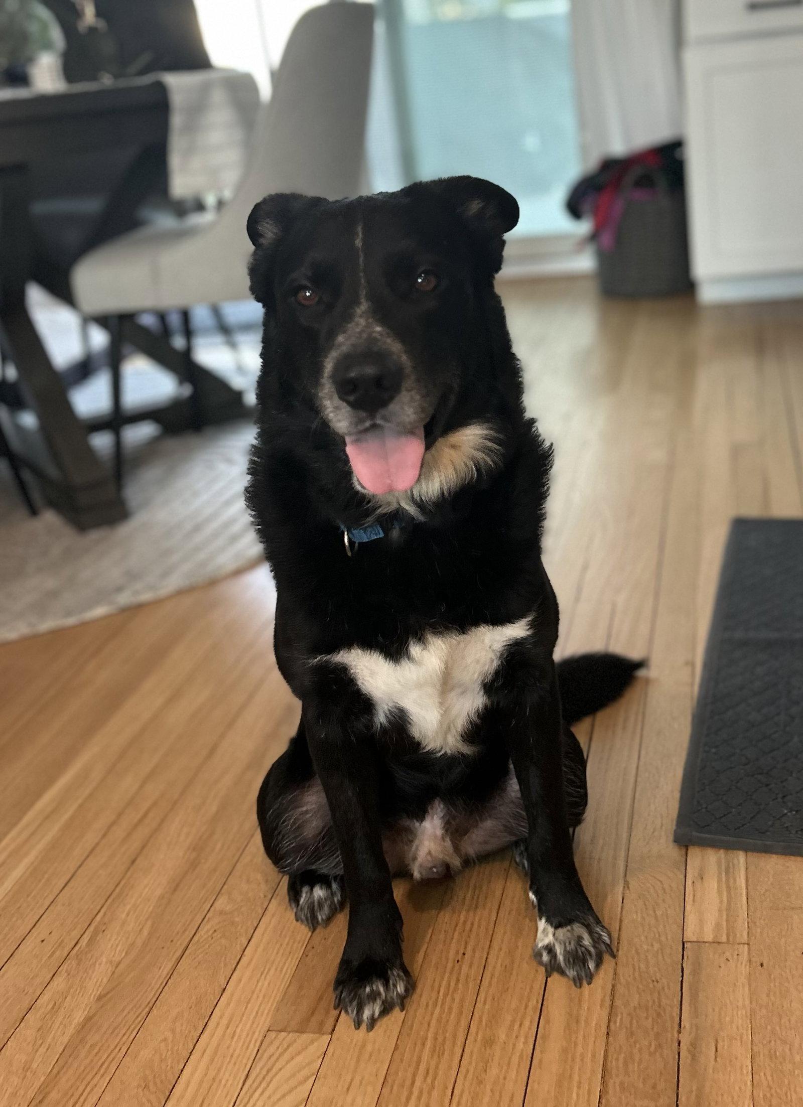 Enlarge Johnny- NO more applications please, a Adoptable mixed breed in Oakhurst, NJ image 2/3