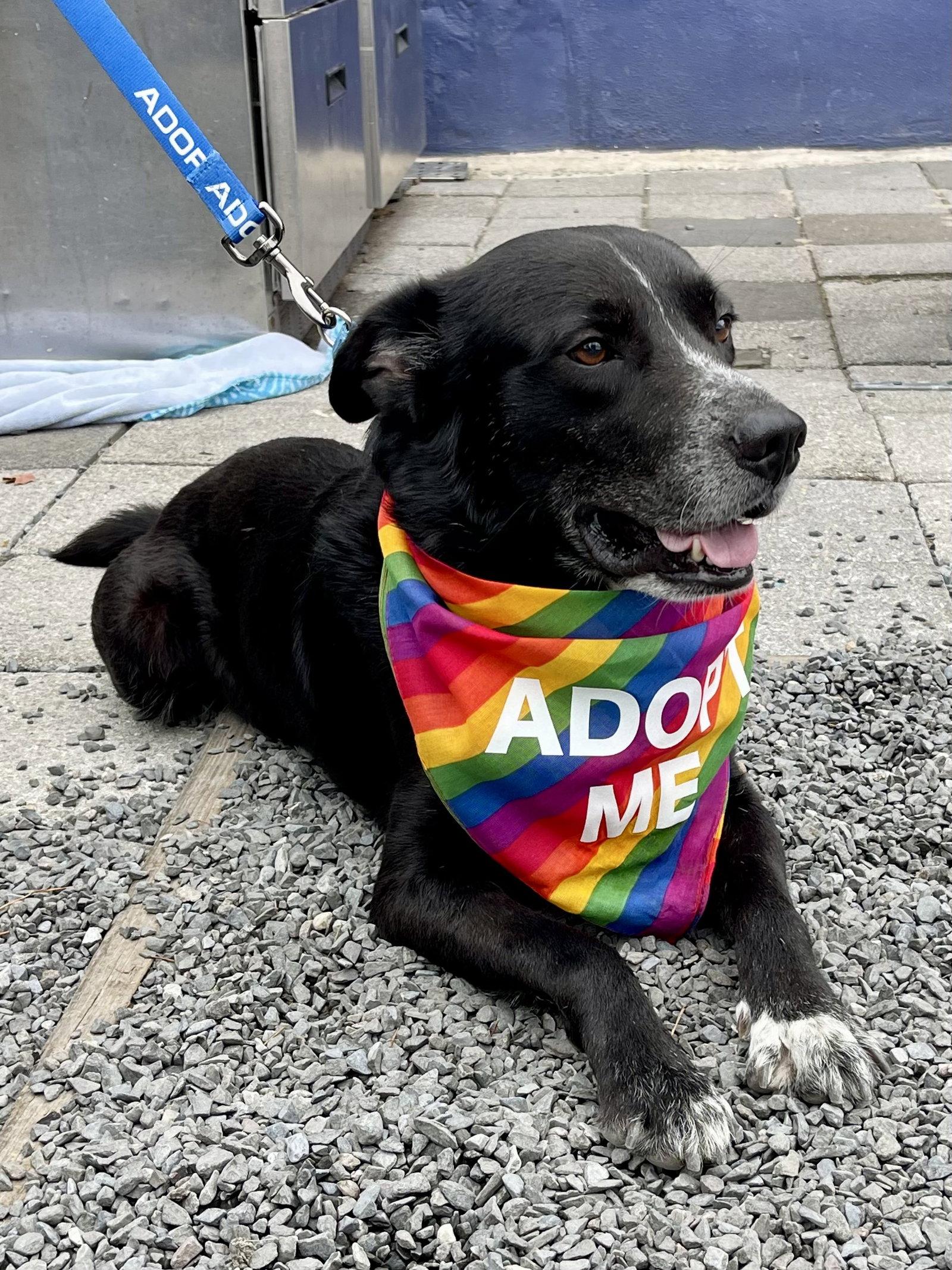 Enlarge Johnny- NO more applications please, a Adoptable mixed breed in Oakhurst, NJ image 3/3