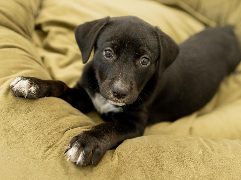 Enlarge Charity, a Adopted mixed breed in Republic, WA image 4/6