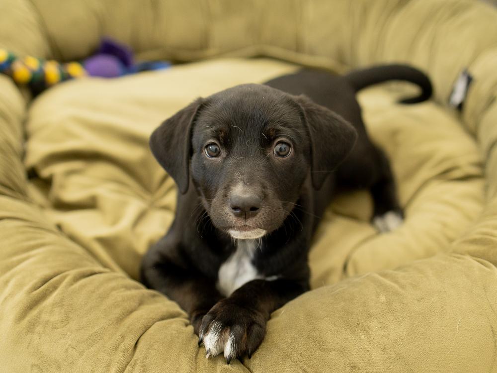 Enlarge Charity, a Adopted mixed breed in Republic, WA image 3/6