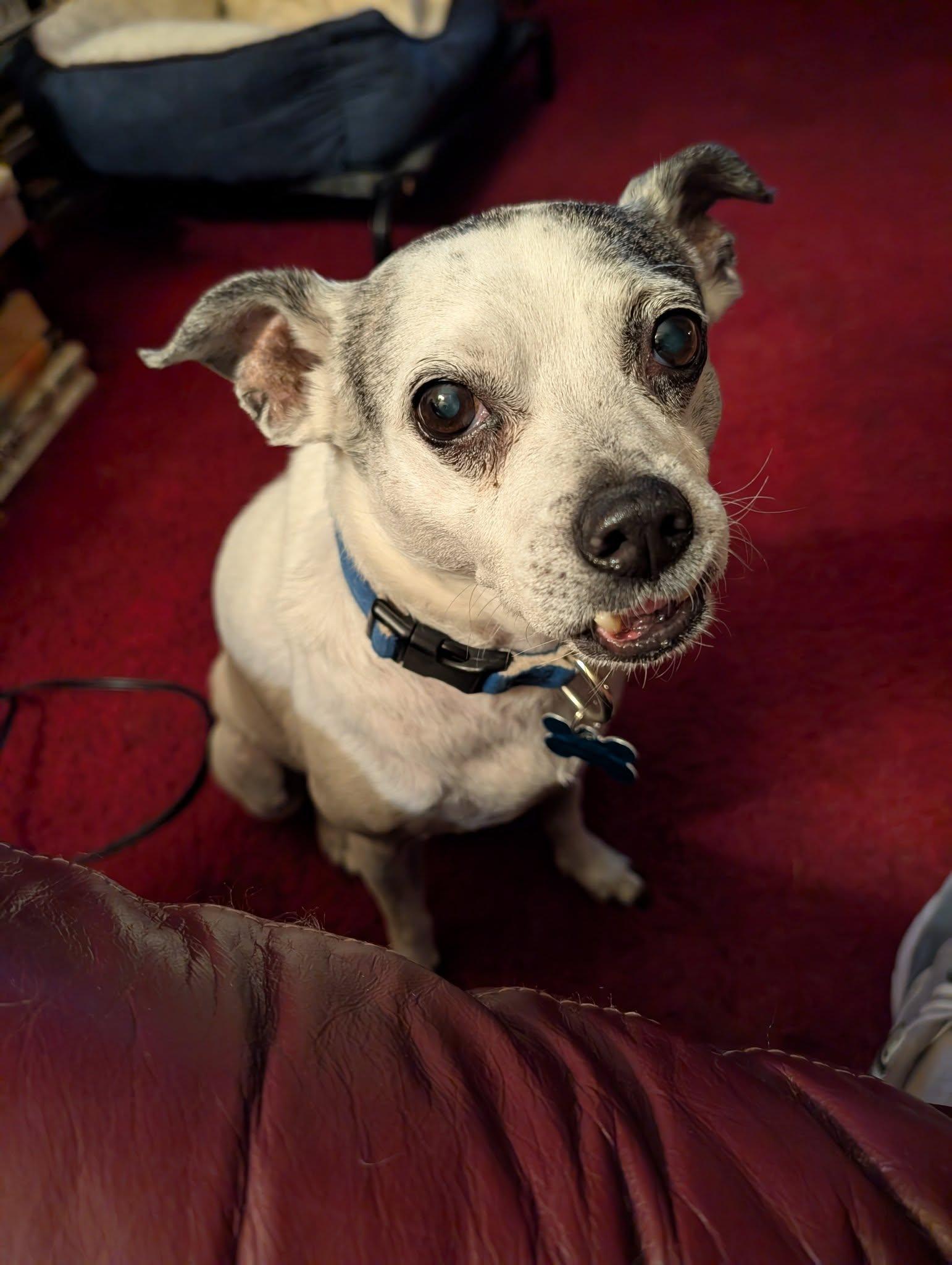 Wendall, an adoptable Terrier, Mixed Breed in Minneapolis, MN, 55407 | Photo Image 1