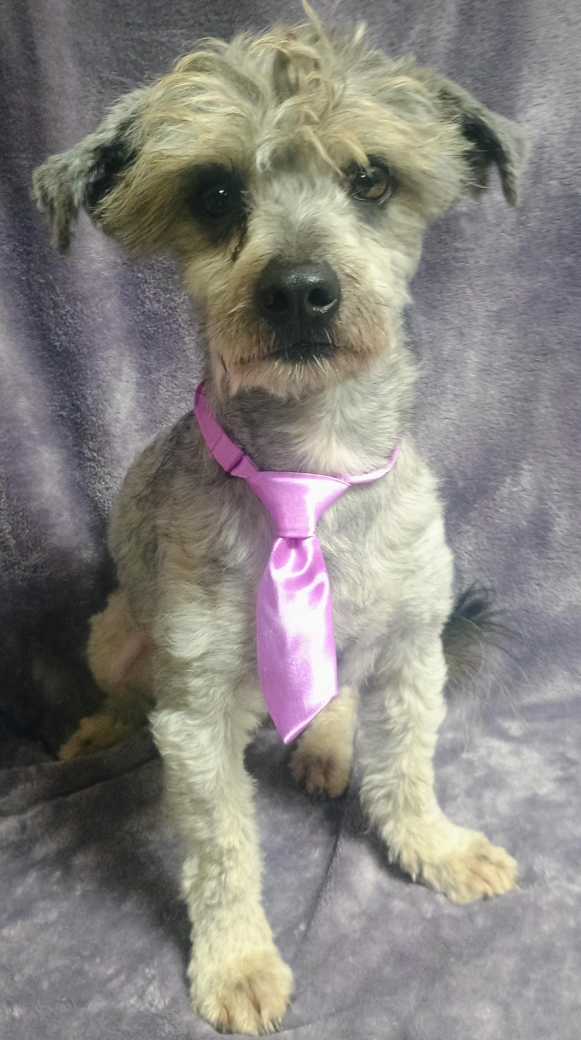Smokey, an adoptable Havanese, Poodle in Lodi, CA, 95241 | Photo Image 1