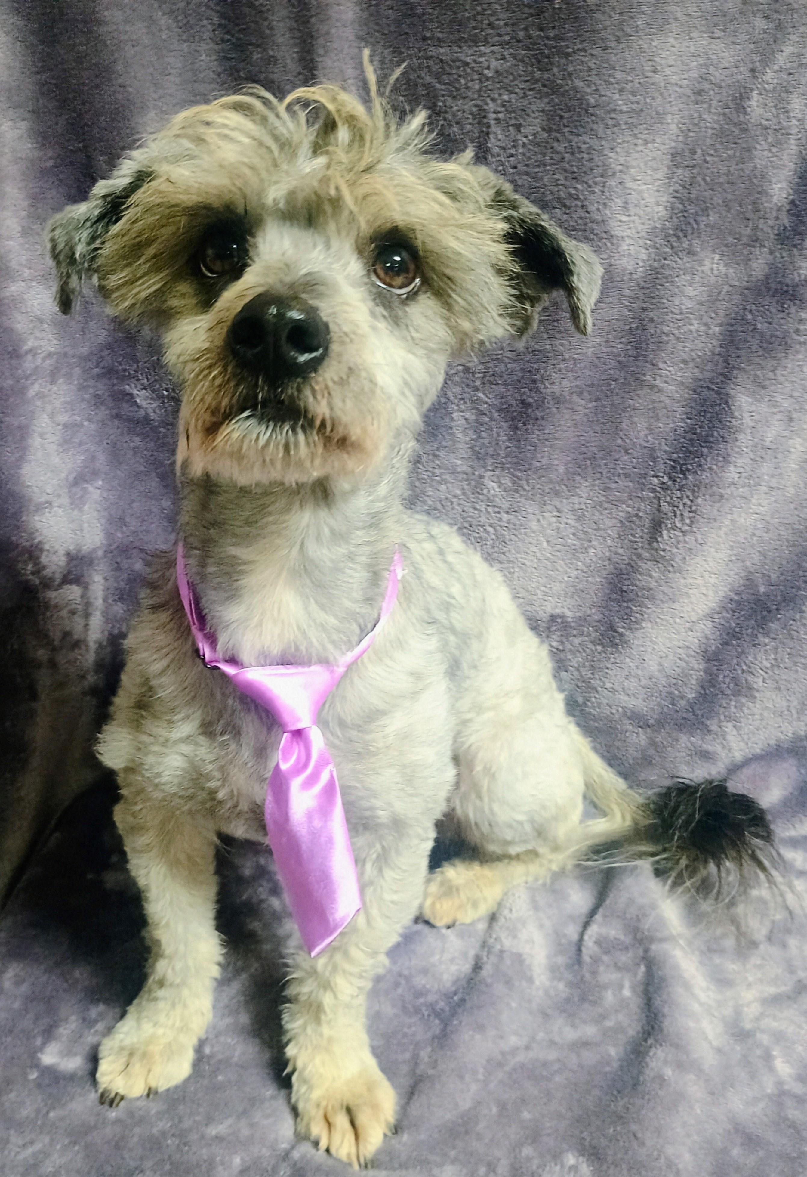Smokey, an adoptable Havanese, Poodle in Lodi, CA, 95241 | Photo Image 3