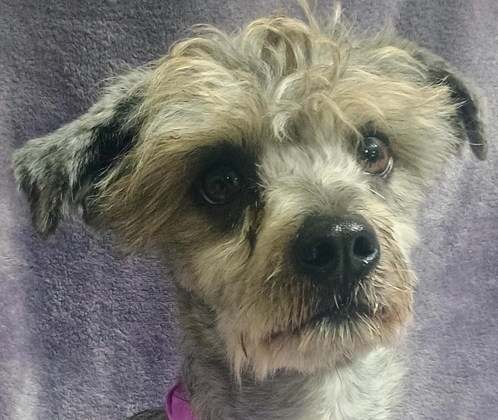 Smokey, an adoptable Havanese, Poodle in Lodi, CA, 95241 | Photo Image 2