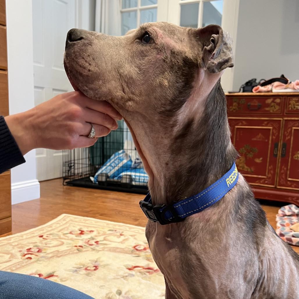 Nike, Adoptable, Senior Female Mixed Breed.