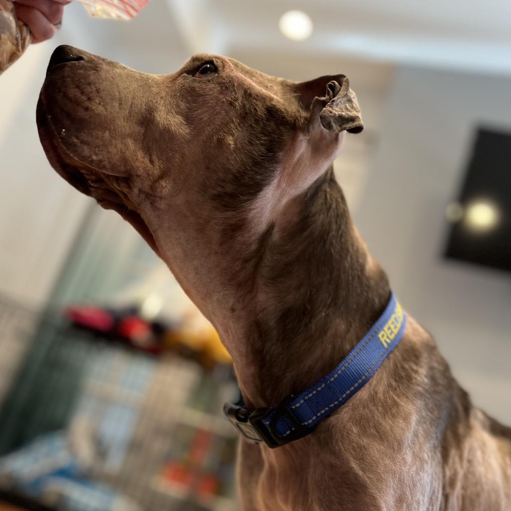 Enlarge Nike, a Adoptable Mixed Breed in Parkton, MD image 3/6